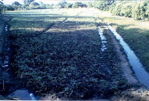 ขายทอดตลาด ที่ดินว่างเปล่า ต.เหล่ายาว อ.บ้านโฮ่ง จ.ลำพูน