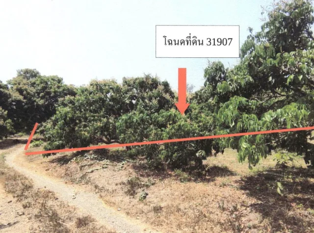 ขายทอดตลาด ที่ดินว่างเปล่า ต.ศรีวิชัย อ.ลี้ จ.ลำพูน