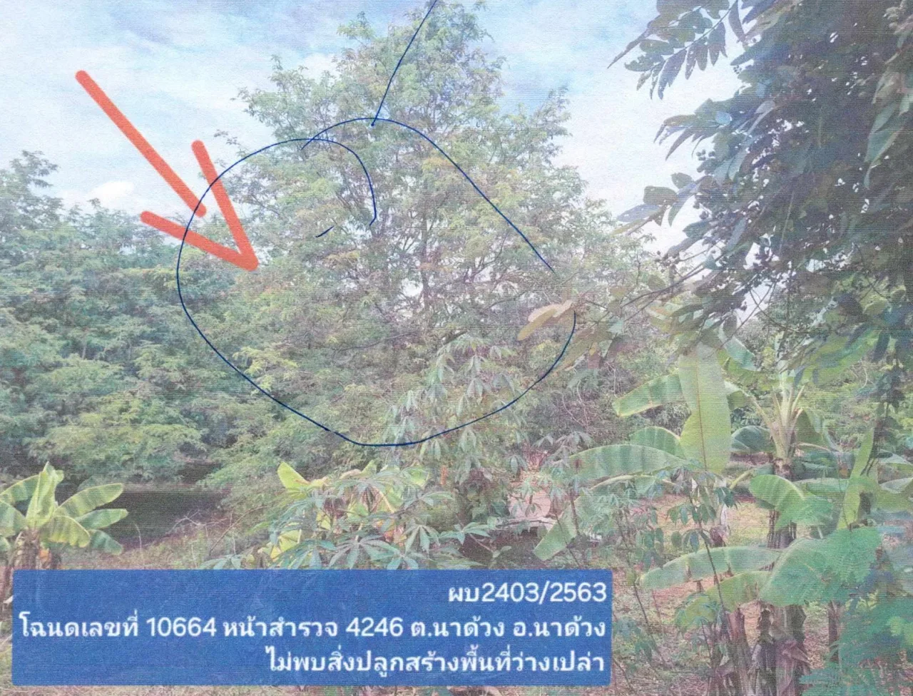 ขายทอดตลาด ที่ดินว่างเปล่า จ.เลย
