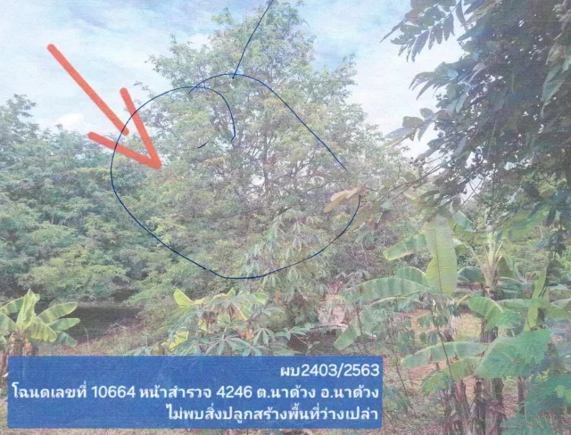 ขายทอดตลาด ที่ดินว่างเปล่า จ.เลย
