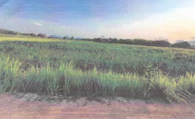 ขายทอดตลาด ที่ดินว่างเปล่า จ.เลย