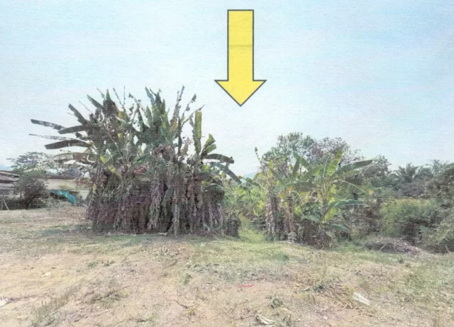 ขายทอดตลาด ที่ดินว่างเปล่า จ.เลย