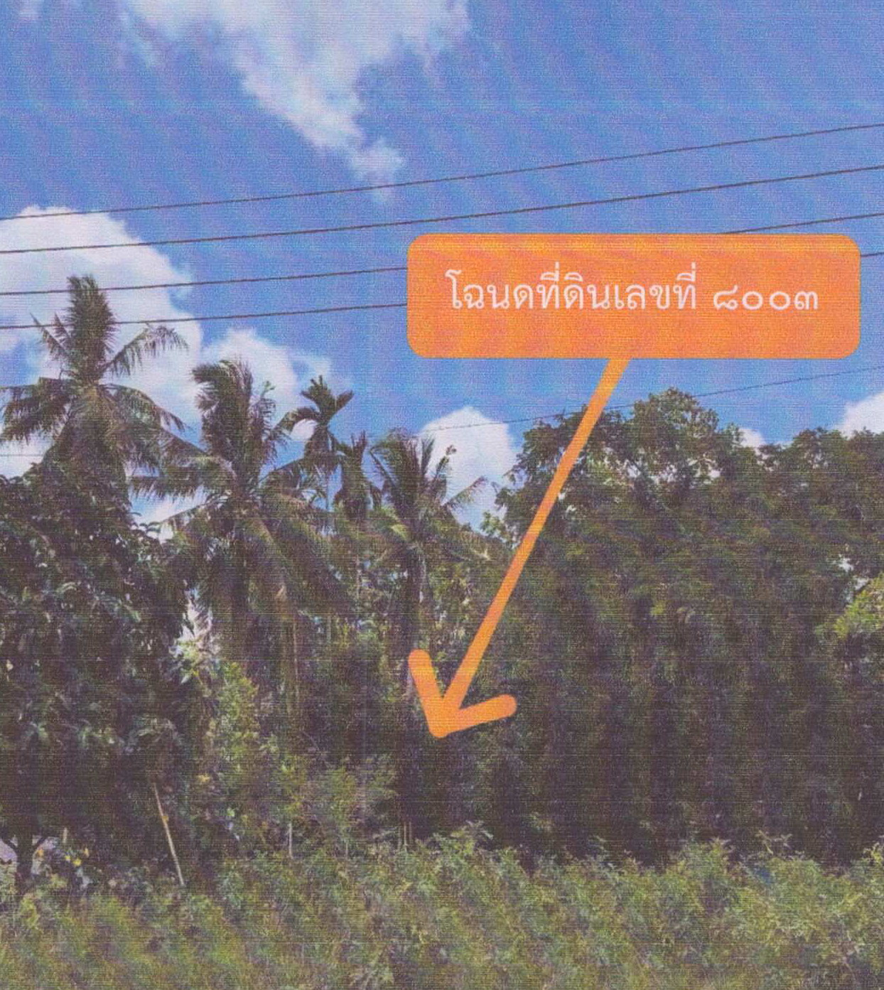 ขายทอดตลาด ที่ดินว่างเปล่า จ.ตรัง