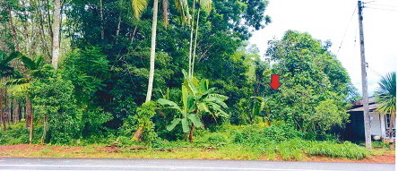 ขายทอดตลาด ที่ดินว่างเปล่า ต.บางด้วน อ.ปะเหลียน จ.ตรัง