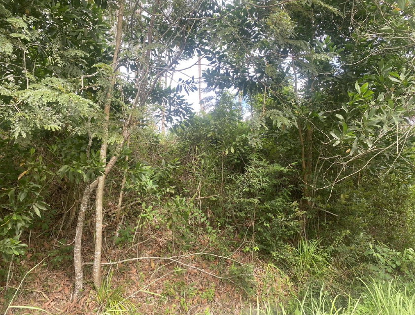 ขายทอดตลาด ที่ดินว่างเปล่า ต.ลำภูรา อ.ห้วยยอด จ.ตรัง