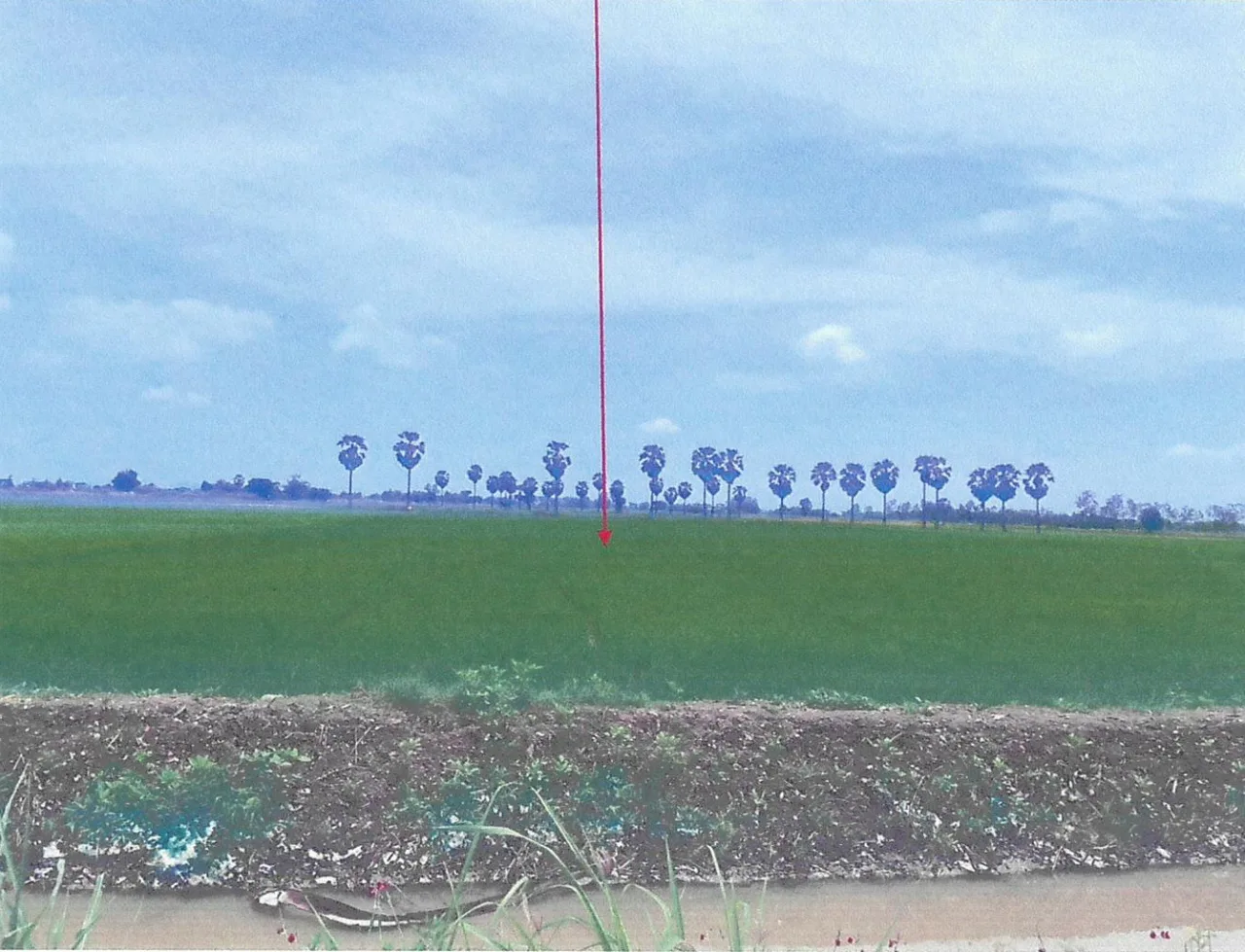 ขายทอดตลาด ที่ดินว่างเปล่า ต.สรรพยา อ.สรรพยา จ.ชัยนาท
