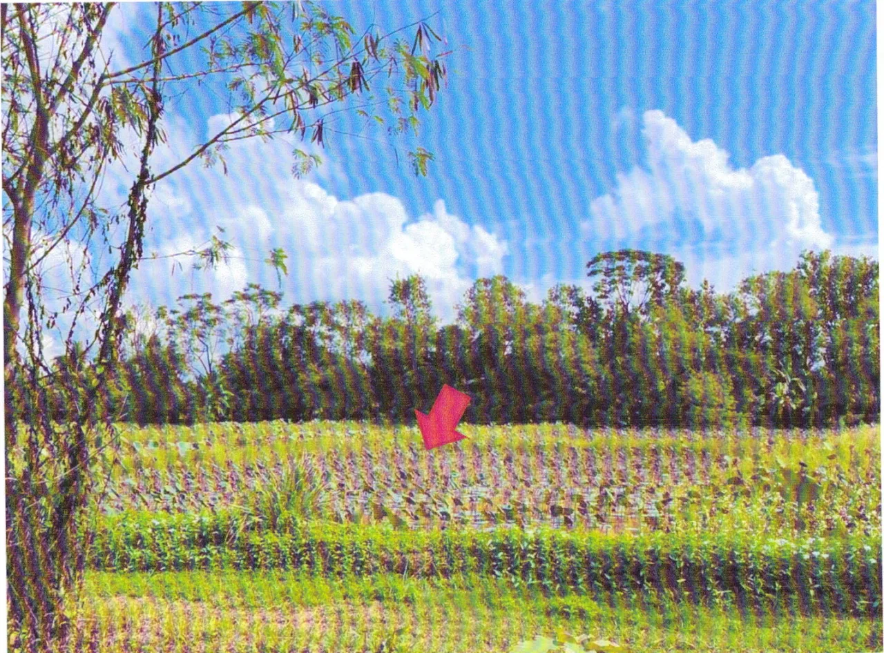 ขายทอดตลาด ที่ดินพร้อมสิ่งปลูกสร้าง ต.ดอนศิลา อ.เวียงชัย จ.เชียงราย