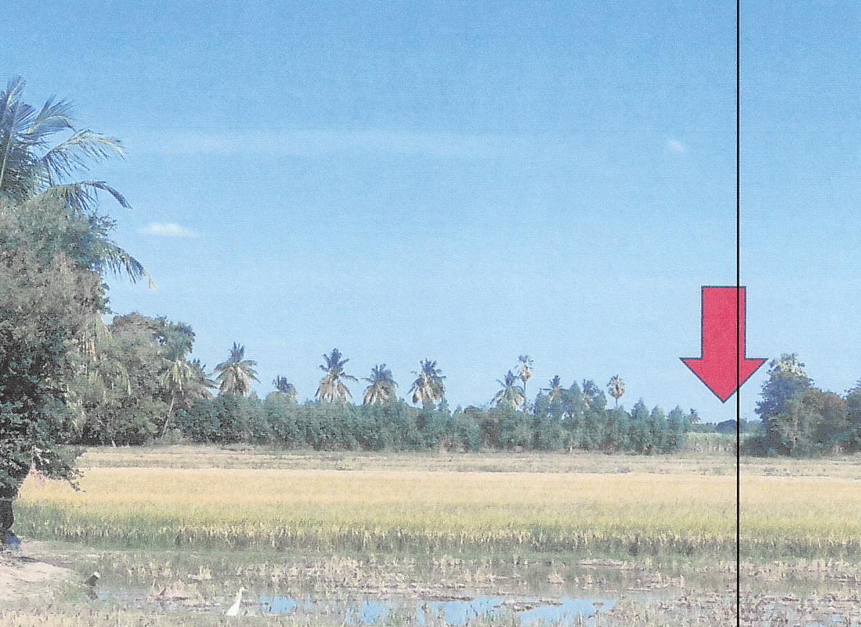 ขายทอดตลาด ที่ดินว่างเปล่า จ.ชัยนาท