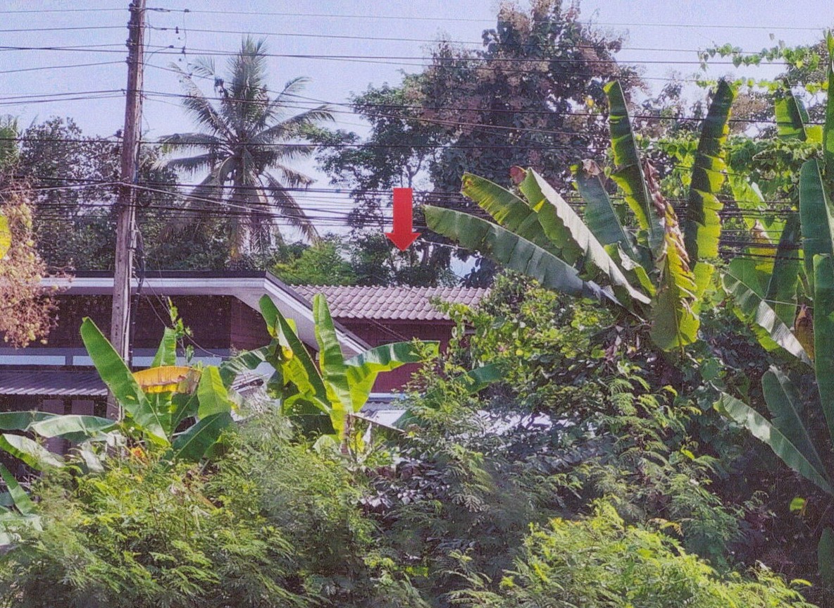 ขายทอดตลาด ที่ดินพร้อมสิ่งปลูกสร้าง ต.แม่สรวย อ.แม่สรวย จ.เชียงราย