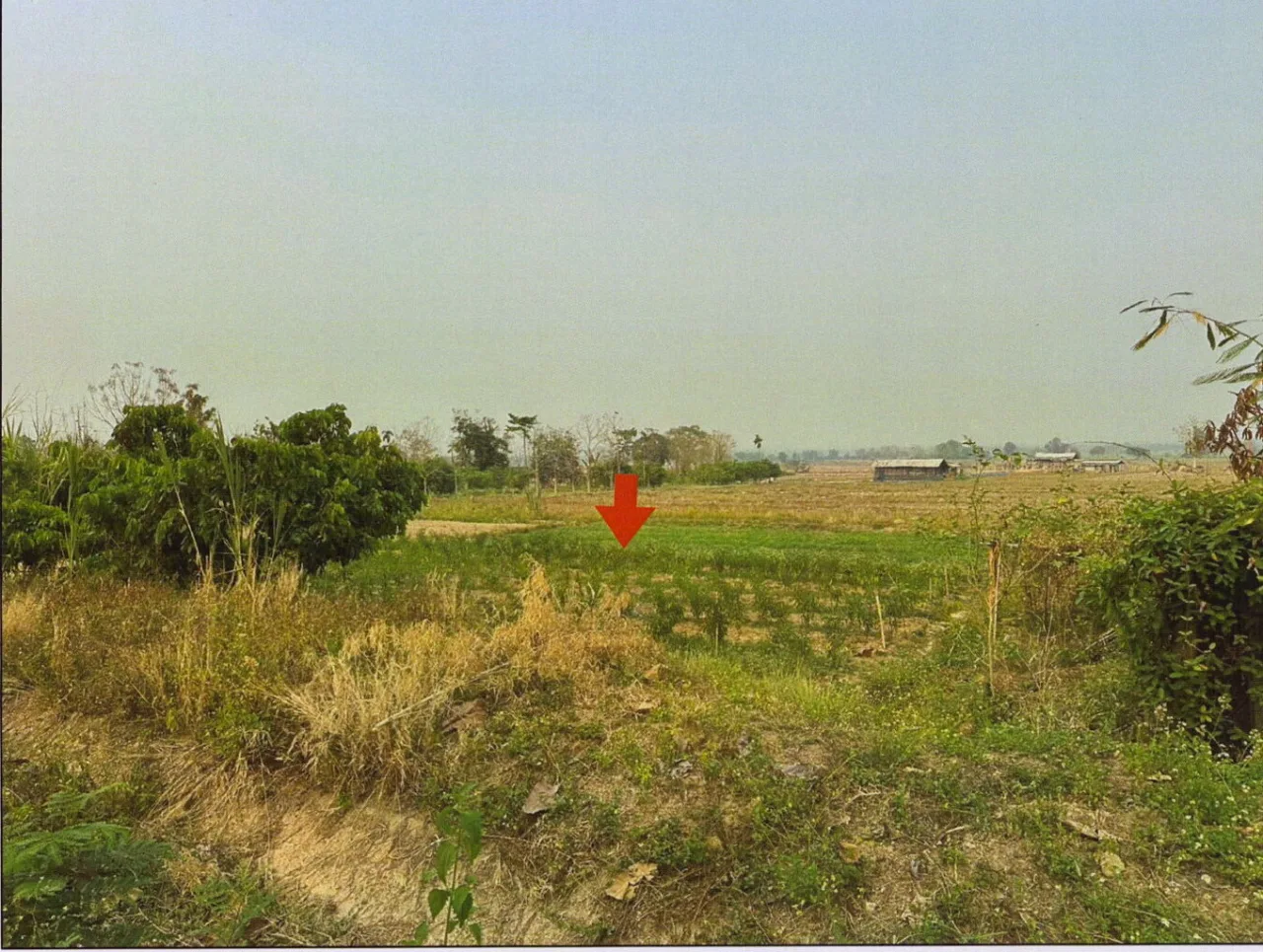 ขายทอดตลาด ที่ดินว่างเปล่า ต.เมืองพาน อ.พาน จ.เชียงราย
