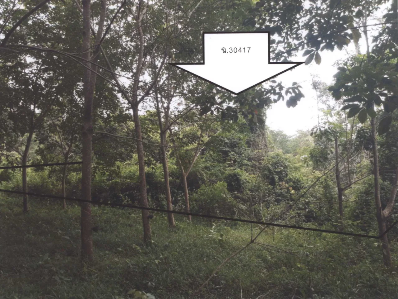 ขายทอดตลาด ที่ดินว่างเปล่า ต.น้ำก่ำ อ.ธาตุพนม จ.นครพนม