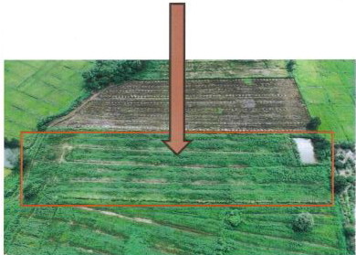 ขายทอดตลาด ที่ดินพร้อมสิ่งปลูกสร้าง ต.ห้วยสัก อ.เมืองเชียงราย จ.เชียงราย
