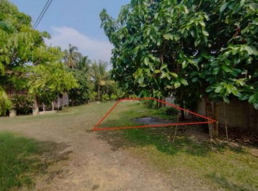 ขายทอดตลาด ที่ดินว่างเปล่า ต.แม่เย็น อ.พาน จ.เชียงราย