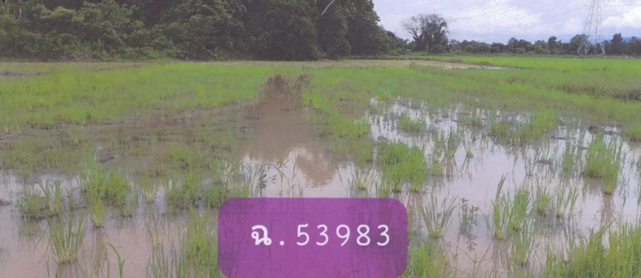 ขายทอดตลาด ที่ดินว่างเปล่า ต.เจริญเมือง อ.พาน จ.เชียงราย