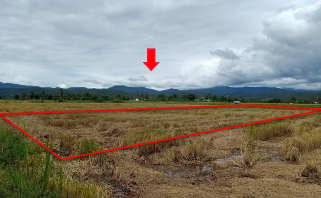 ขายทอดตลาด ที่ดินว่างเปล่า ต.ป่าไหน่ อ.พร้าว จ.เชียงใหม่