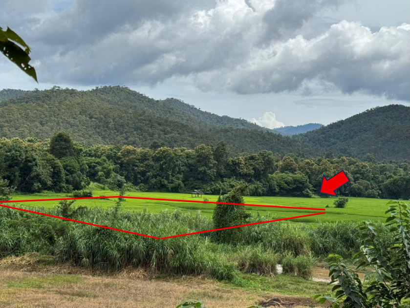 ขายทอดตลาด ที่ดินว่างเปล่า ต.ทาเหนือ อ.แม่ออน จ.เชียงใหม่