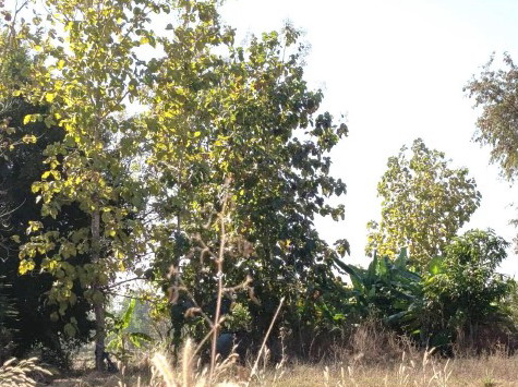 ขายทอดตลาด ที่ดินว่างเปล่า ต.น้ำก่ำ อ.ธาตุพนม จ.นครพนม