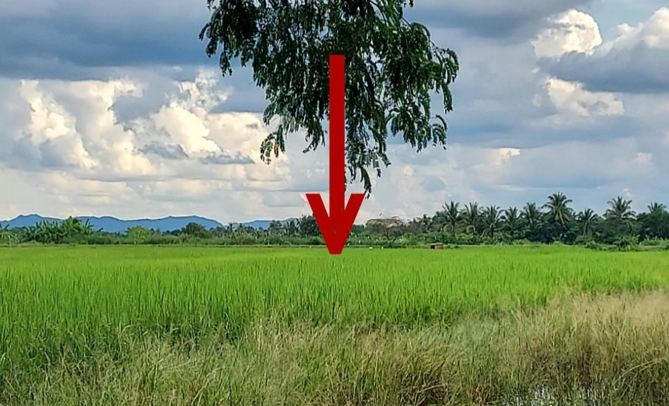 ขายทอดตลาด ที่ดินว่างเปล่า ต.วังหมัน อ.สามเงา จ.ตาก