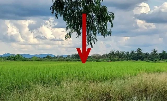 ขายทอดตลาด ที่ดินว่างเปล่า ต.วังหมัน อ.สามเงา จ.ตาก
