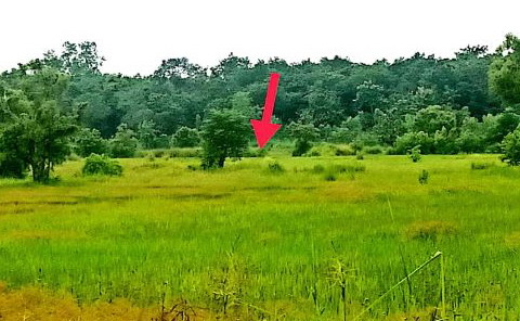 ขายทอดตลาด ที่ดินว่างเปล่า ต.นาทม อ.นาทม จ.นครพนม