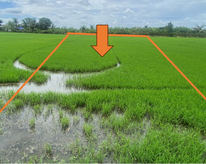 ขายทอดตลาด ที่ดินว่างเปล่า ต.ดอนพุทรา อ.ดอนตูม จ.นครปฐม