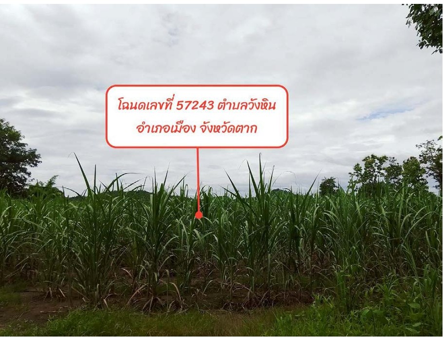 ขายทอดตลาด ที่ดินว่างเปล่า ต.วังหิน อ.เมืองตาก จ.ตาก