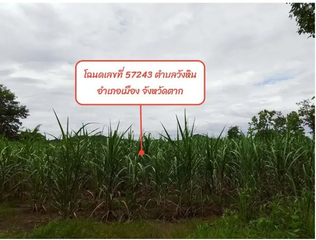 ขายทอดตลาด ที่ดินว่างเปล่า ต.วังหิน อ.เมืองตาก จ.ตาก