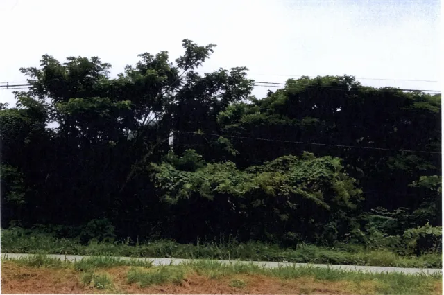 ขายทอดตลาด ที่ดินว่างเปล่า ต.หนองบัวใต้ อ.เมืองตาก จ.ตาก