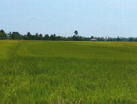 ขายทอดตลาด ที่ดินว่างเปล่า จ.สุพรรณบุรี