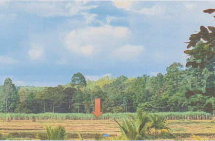 ขายทอดตลาด ที่ดินว่างเปล่า ต.โคกเครือ อ.หนองกุงศรี จ.กาฬสินธุ์