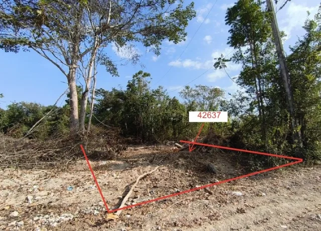 ขายทอดตลาด ที่ดินว่างเปล่า ต.ไม้งาม อ.เมืองตาก จ.ตาก