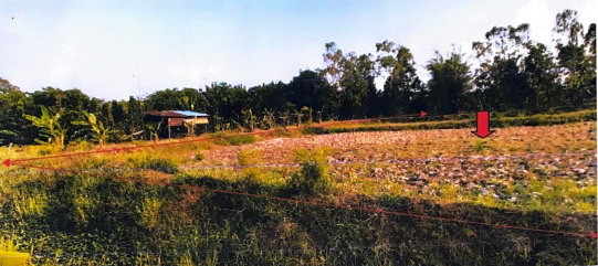 ขายทอดตลาด ที่ดินว่างเปล่า ต.โคกเครือ อ.หนองกุงศรี จ.กาฬสินธุ์
