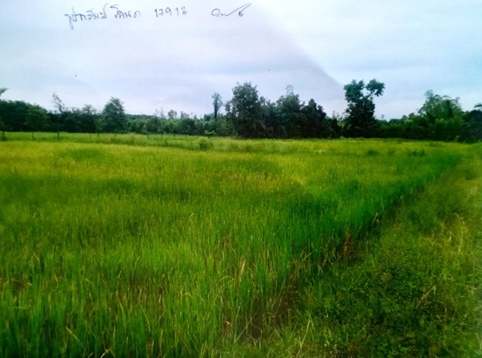 ขายทอดตลาด ที่ดินว่างเปล่า ต.ไชยบุรี อ.ท่าอุเทน จ.นครพนม