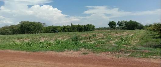 ขายทอดตลาด ที่ดินว่างเปล่า ต.หนองสรวง อ.หนองกุงศรี จ.กาฬสินธุ์