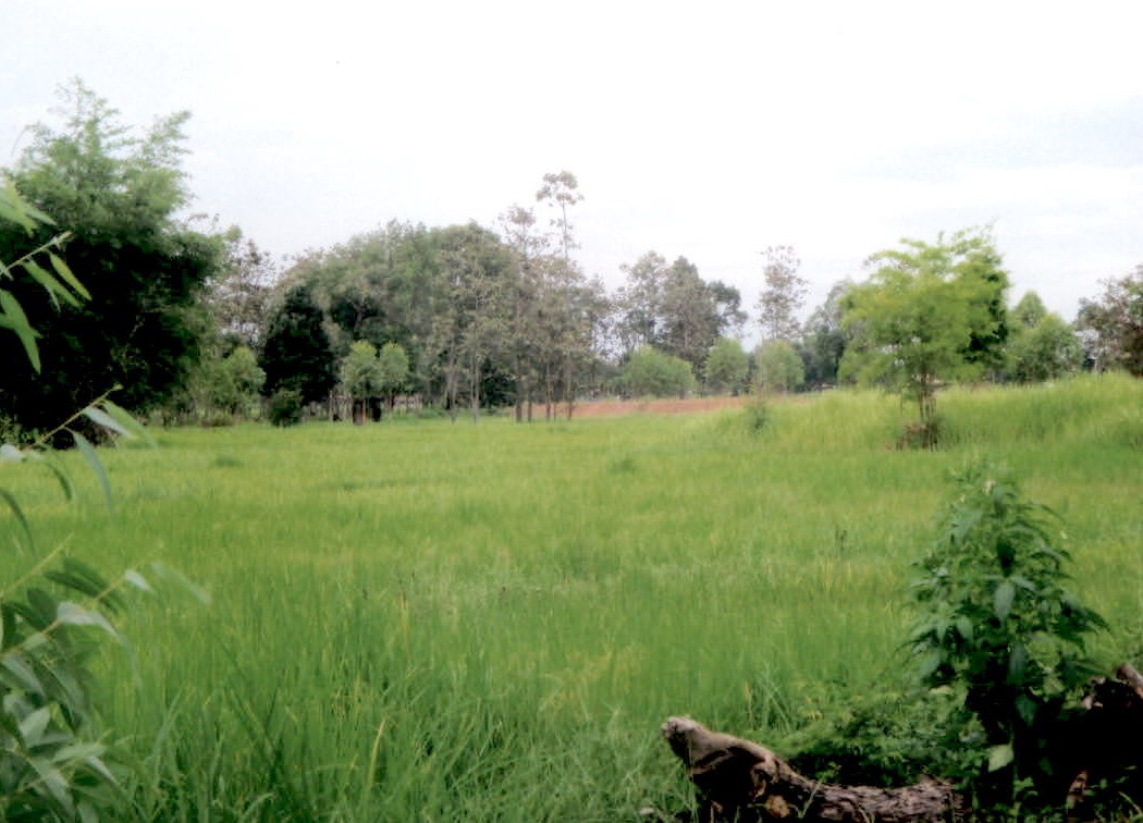 ขายทอดตลาด ที่ดินว่างเปล่า ต.บ้านค้อ อ.โพนสวรรค์ จ.นครพนม