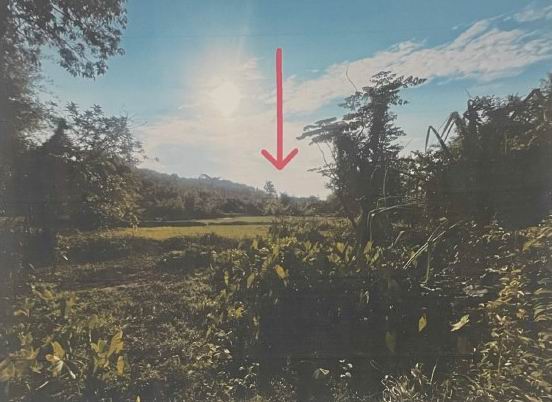 ขายทอดตลาด ที่ดินว่างเปล่า ต.นาหนาด อ.ธาตุพนม จ.นครพนม