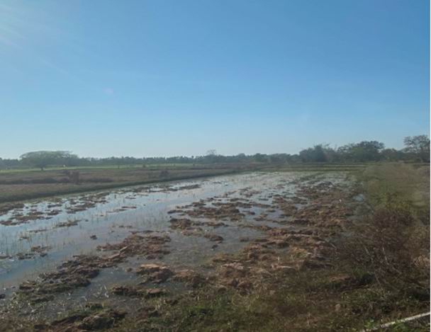 ขายทอดตลาด ที่ดินว่างเปล่า ต.โพนทอง อ.เรณูนคร จ.นครพนม