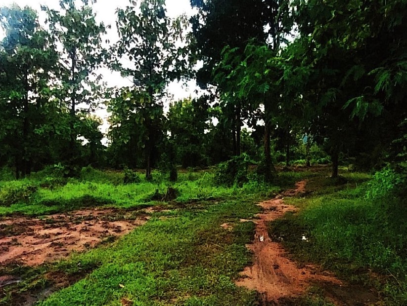 ขายทอดตลาด ที่ดินว่างเปล่า ต.ไม้งาม อ.เมืองตาก จ.ตาก