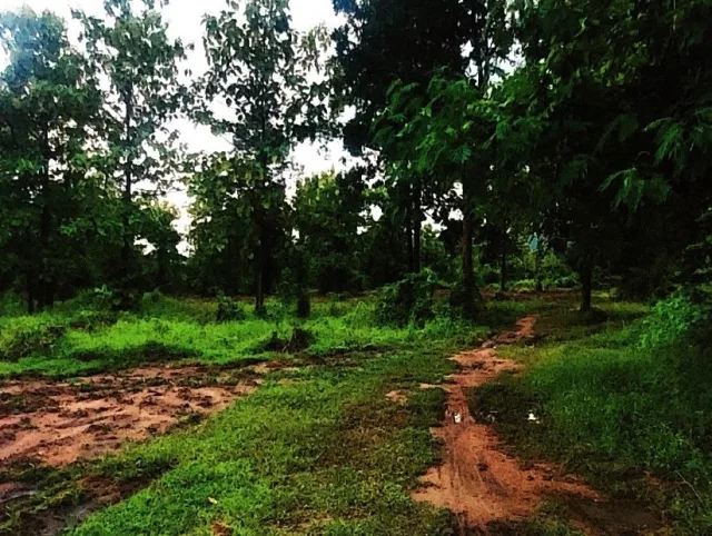 ขายทอดตลาด ที่ดินว่างเปล่า ต.ไม้งาม อ.เมืองตาก จ.ตาก