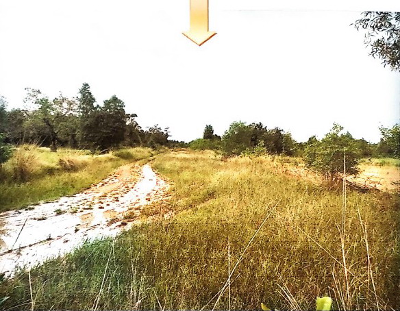 ขายทอดตลาด ที่ดินว่างเปล่า ต.ศรีสงคราม อ.ศรีสงคราม จ.นครพนม