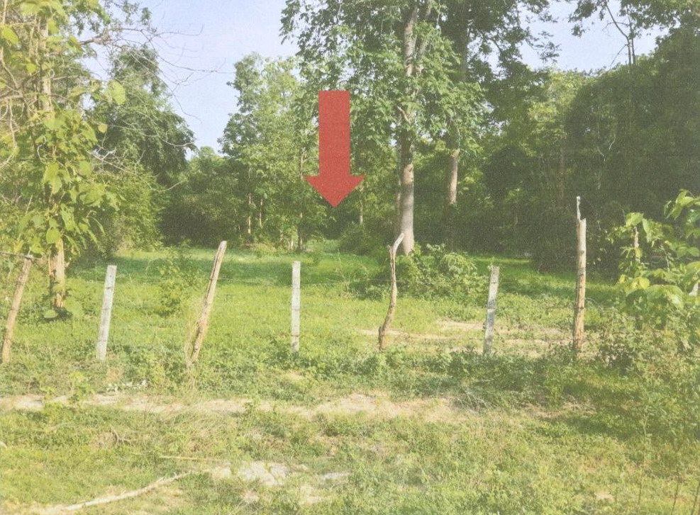 ขายทอดตลาด ที่ดินว่างเปล่า ต.ไม้งาม อ.เมืองตาก จ.ตาก