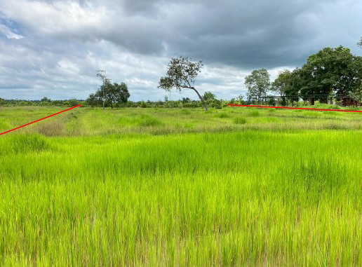 ขายทอดตลาด ที่ดินว่างเปล่า ต.หนองญาติ อ.เมืองนครพนม จ.นครพนม