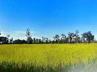 รูปทรัพย์ 1