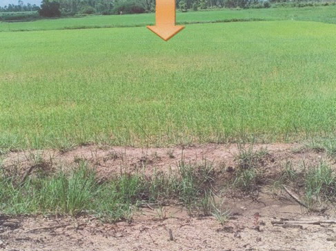 ขายทอดตลาด ที่ดินว่างเปล่า ต.ท่าบ่อสงคราม อ.ศรีสงคราม จ.นครพนม