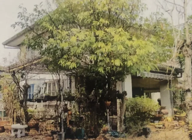 ขายทอดตลาด ที่ดินพร้อมสิ่งปลูกสร้าง ต.หนองหาร อ.สันทราย จ.เชียงใหม่