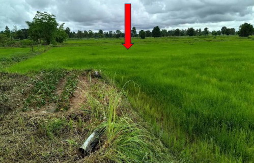 ขายทอดตลาด ที่ดินว่างเปล่า ต.ผาเสวย อ.สมเด็จ จ.กาฬสินธุ์