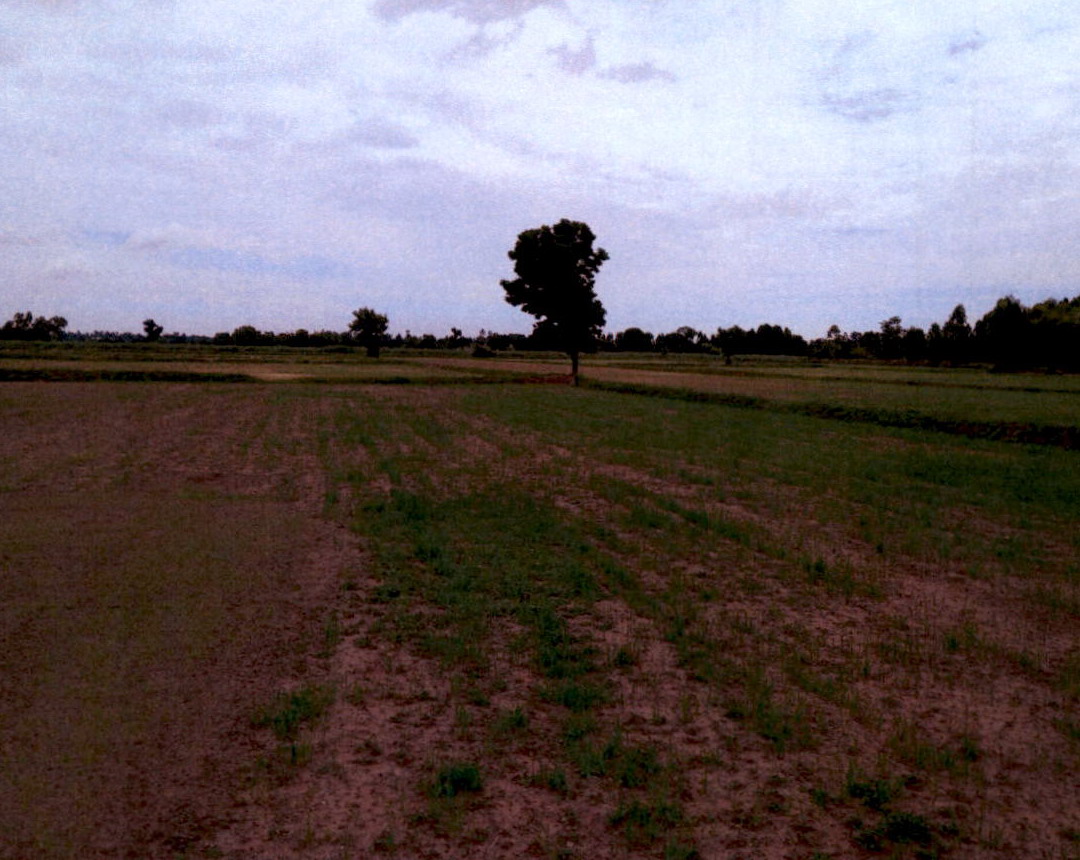 ขายทอดตลาด ที่ดินว่างเปล่า ต.หนองสรวง อ.หนองกุงศรี จ.กาฬสินธุ์