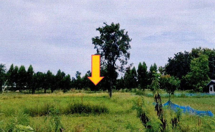 ขายทอดตลาด ที่ดินว่างเปล่า ต.หนองโสน อ.เลาขวัญ จ.กาญจนบุรี
