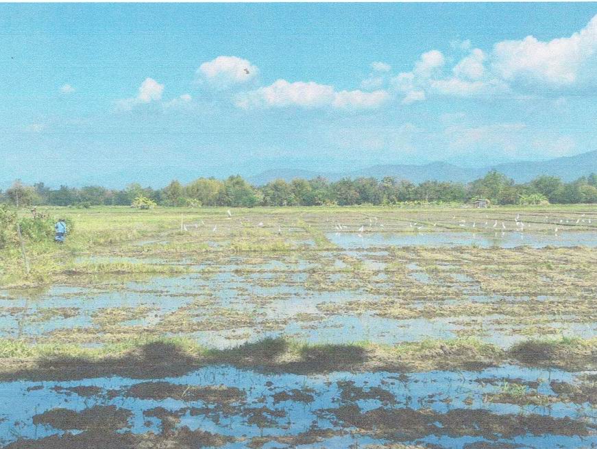 ขายทอดตลาด ที่ดินว่างเปล่า จ.สุโขทัย