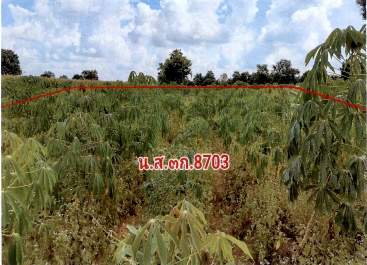 ขายทอดตลาด ที่ดินว่างเปล่า ต.ตะคุ อ.ปักธงชัย จ.นครราชสีมา